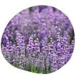 Lavendel
