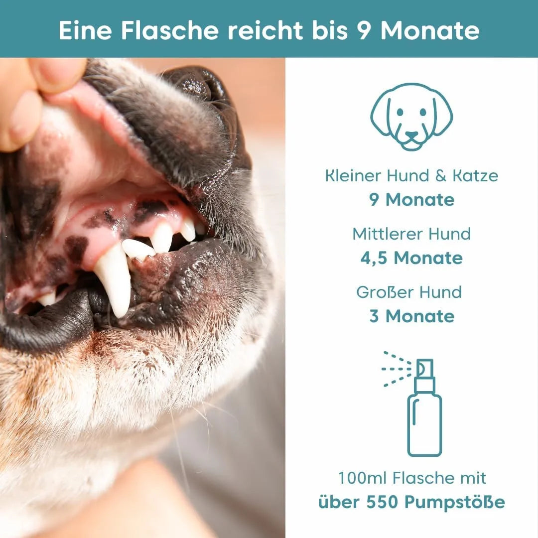 Zahnfleischentzündung bei Hunden und Katzen