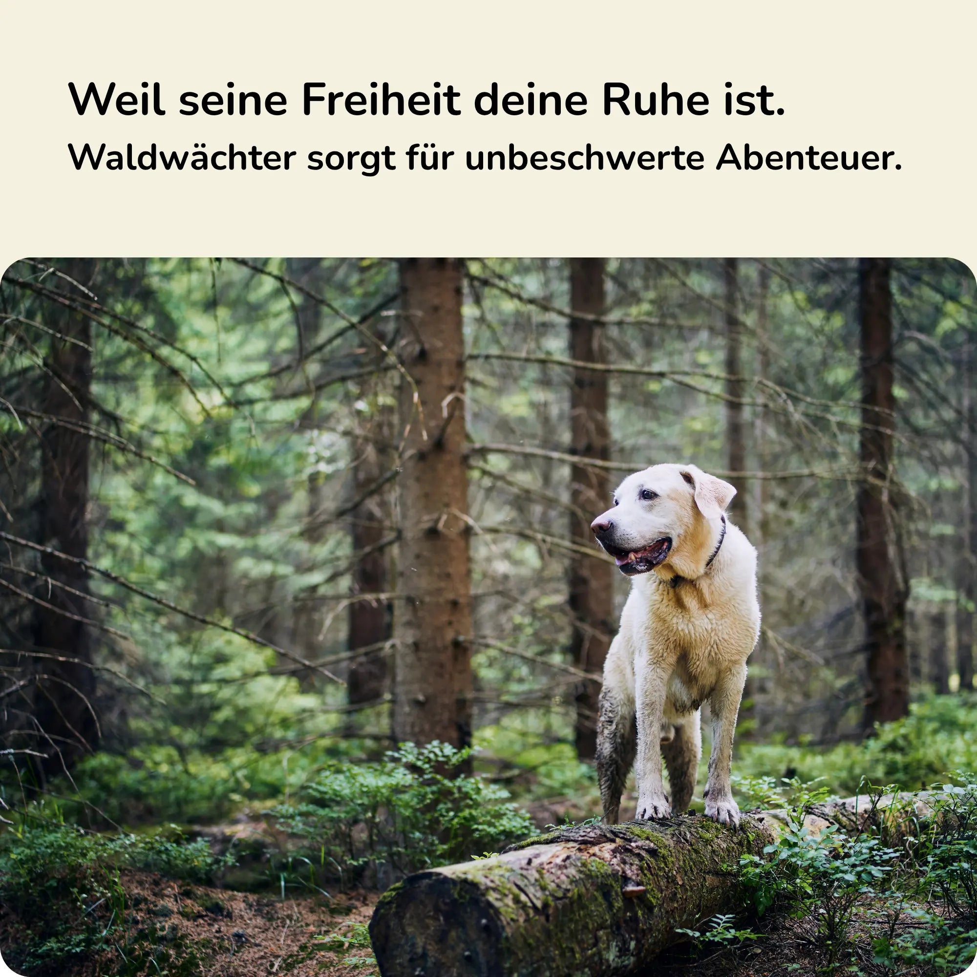 Fellwächter - Zecken Spot-On